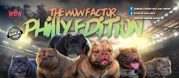 The WOW Factor Bully Dog Show